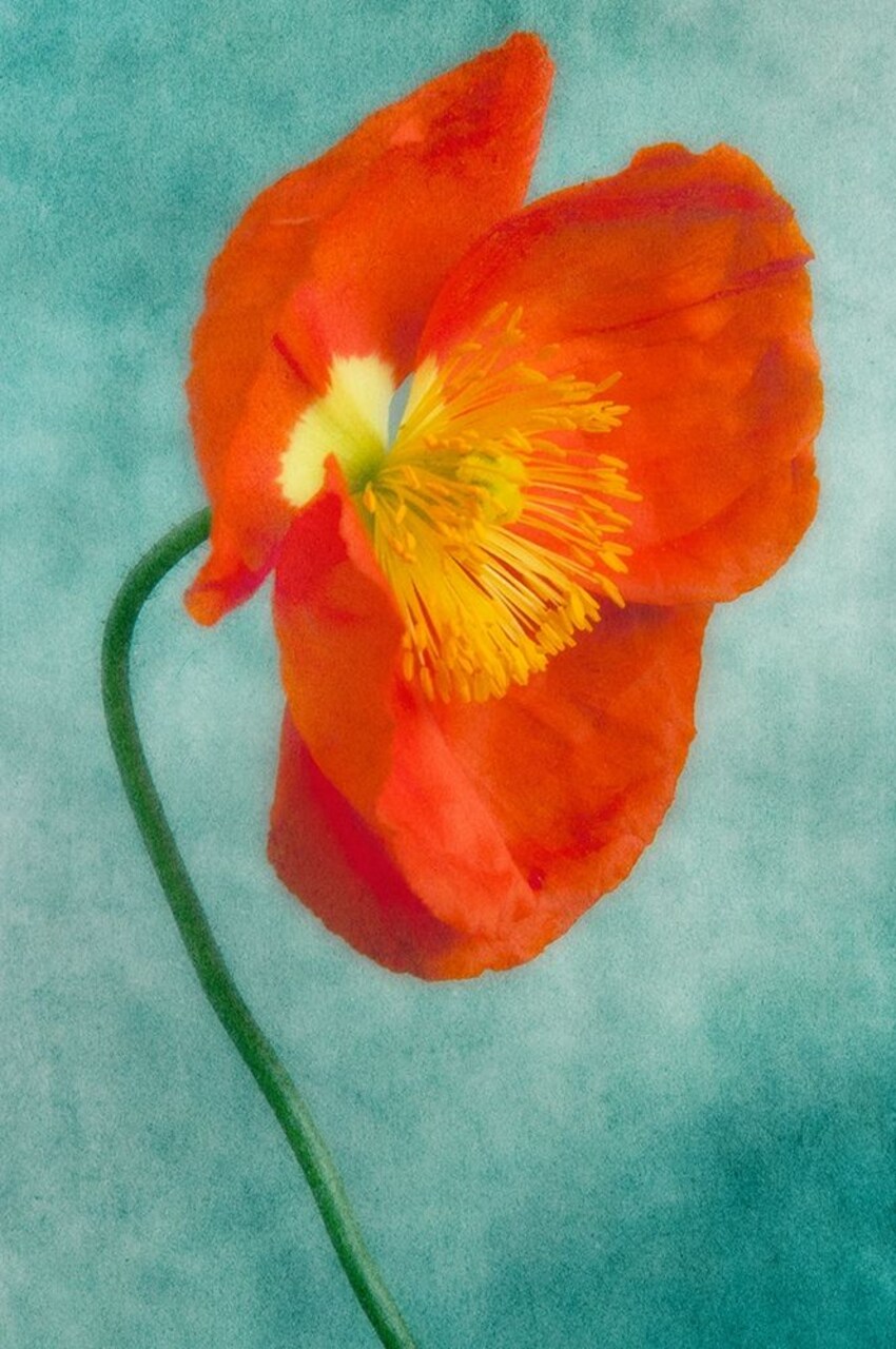 Poppy 4 Poster Print by Dianne Poinski - Item # VARPDXQPDRC035D